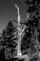 JHP_5408