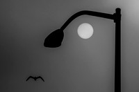 11-5-2020 Moon and Fog