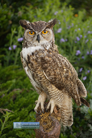050912GHOwl001