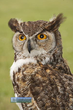 050912GHOwl008