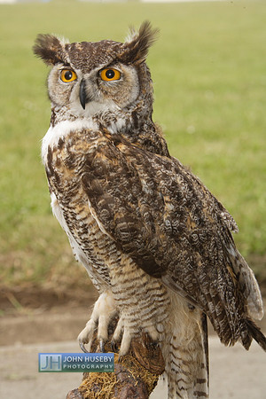 050912GHOwl009